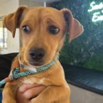 Marius is a Dachshund.