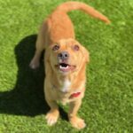 Marius is a Dachshund.