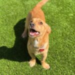 Marius is a Dachshund.