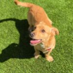 Marius is a Dachshund.