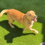 Marius is a Dachshund.