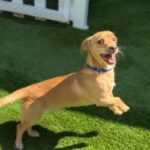 Marius is a Dachshund.