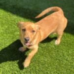 Marius is a Dachshund.