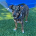 Sleepy is a Dachshund/Mixed Breed (Small).