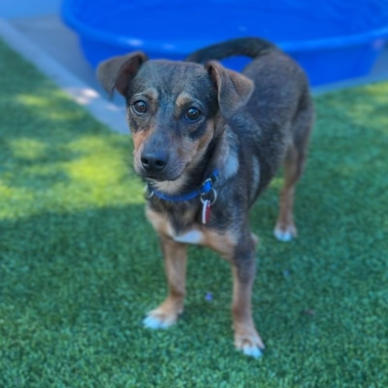 Sleepy is a Dachshund/Mixed Breed (Small).