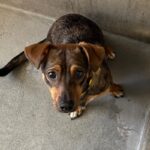 Sleepy is a Dachshund/Mixed Breed (Small).