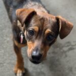 Sleepy is a Dachshund/Mixed Breed (Small).