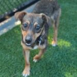 Sleepy is a Dachshund/Mixed Breed (Small).