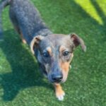 Sleepy is a Dachshund/Mixed Breed (Small).