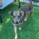 Sleepy is a Dachshund/Mixed Breed (Small).