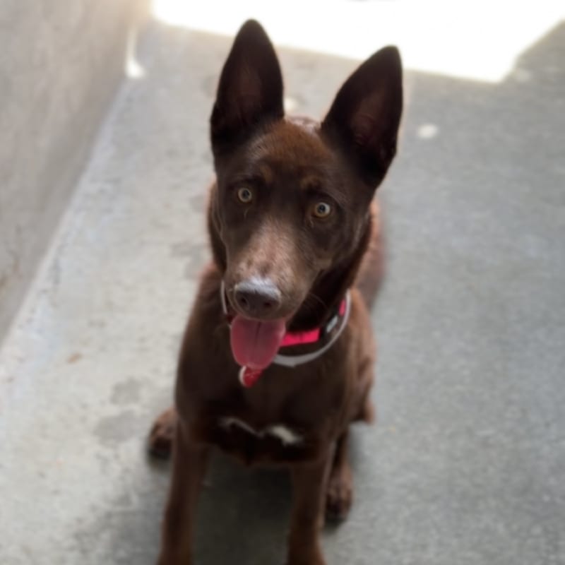 Azelma is a Retriever, Labrador/Husky, Alaskan.