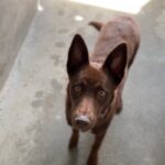 Azelma is a Retriever, Labrador/Husky, Alaskan.