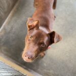 Cadbury is a Retriever, Labrador.