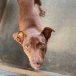 Cadbury is a Retriever, Labrador.