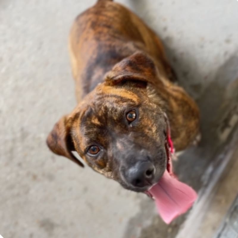 Ashley is a Terrier, Pit Bull.