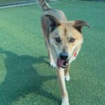 Oakley is a Shepherd, German.