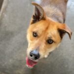 Oakley is a Shepherd, German.