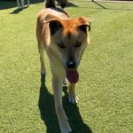 Oakley is a Shepherd, German.