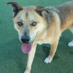 Oakley is a Shepherd, German.