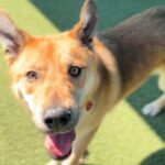 Oakley is a Shepherd, German.