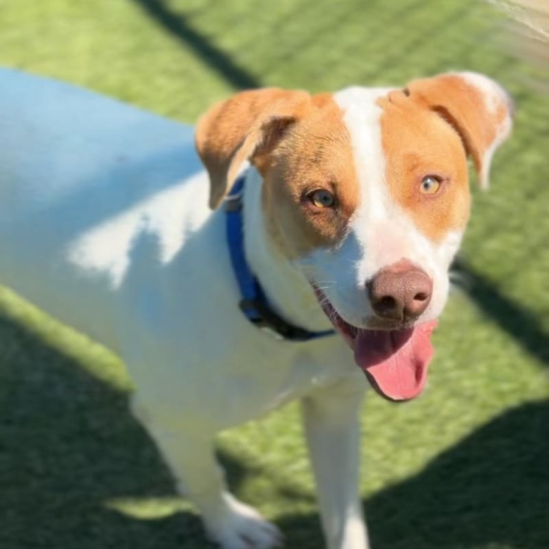 Busta is a Terrier, Pit Bull.