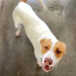 Busta is a Terrier, Pit Bull.