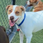 Busta is a Terrier, Pit Bull.