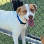 Busta is a Terrier, Pit Bull.