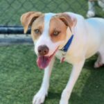 Busta is a Terrier, Pit Bull.