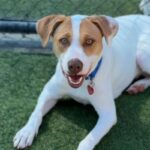 Busta is a Terrier, Pit Bull.