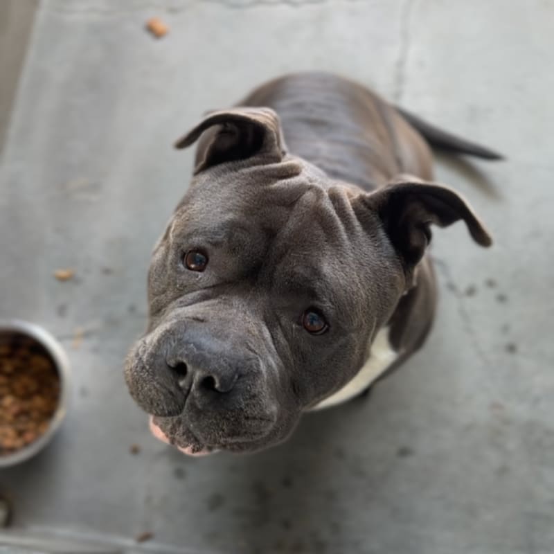 Plankton is a Terrier, Pit Bull.