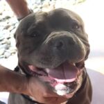 Plankton is a Terrier, Pit Bull.