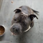 Plankton is a Terrier, Pit Bull.