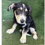 Becky G is a Shepherd, German.