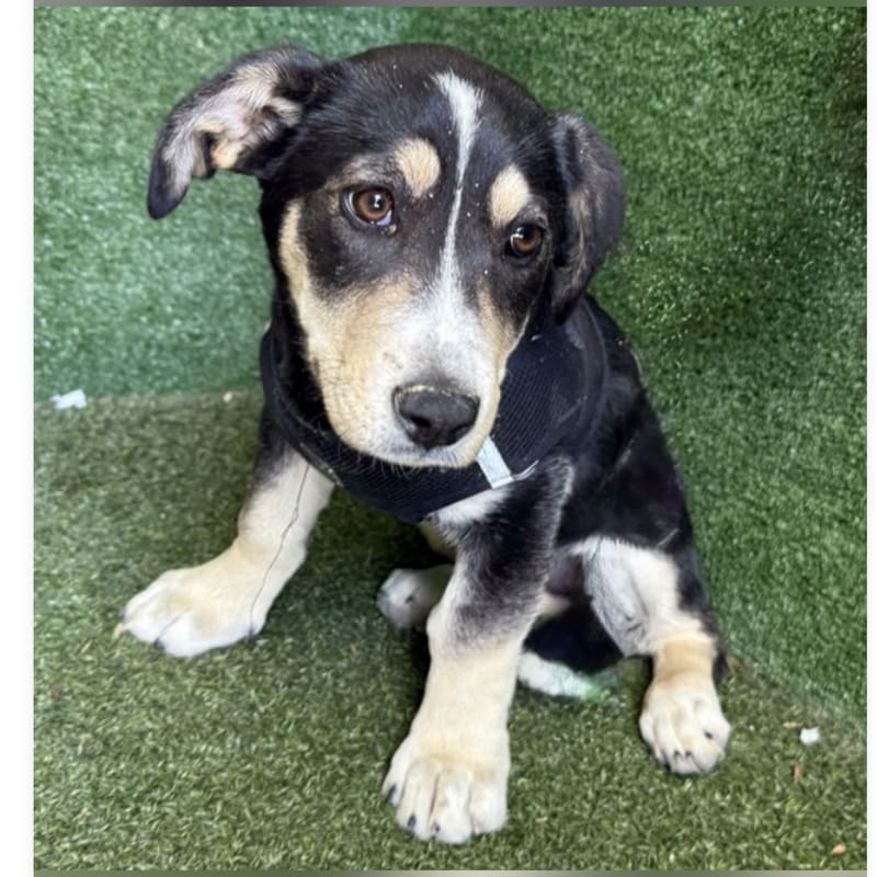 Becky G is a Shepherd, German.