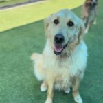 Luke is a Retriever, Golden.