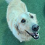 Luke is a Retriever, Golden.