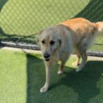 Luke is a Retriever, Golden.