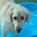 Luke is a Retriever, Golden.