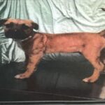 Storm is a Terrier, Pit Bull.