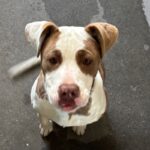 Pops is a Terrier, Pit Bull.