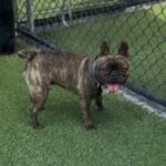 Fudge is a Bulldog, French.