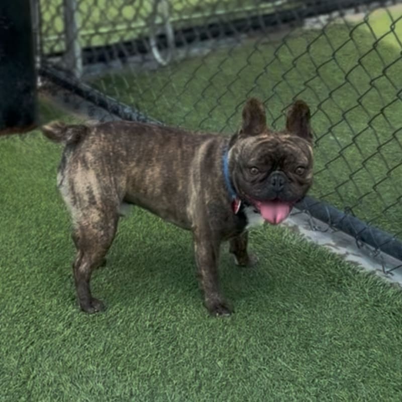 Fudge is a Bulldog, French.