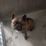 Fudge is a Bulldog, French.