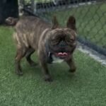 Fudge is a Bulldog, French.