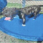 Hicks is a Terrier, Pit Bull.