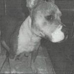 Penny is a Terrier, Pit Bull.