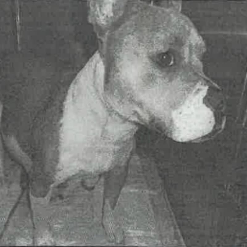 Penny is a Terrier, Pit Bull.