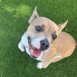 Penny is a Terrier, Pit Bull.