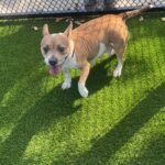 Penny is a Terrier, Pit Bull.